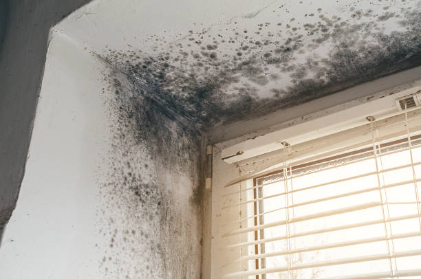 Affordable Mold Cleanup solutions in Rumson, NJ